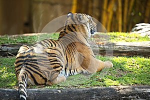 Bengal Tiger