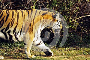 bengal tiger laying down on a grassy field