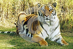 bengal tiger laying down on a grassy field