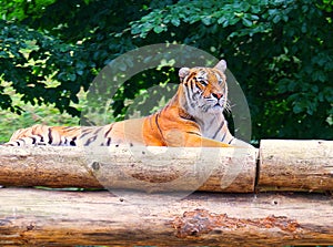 bengal tiger laying down in trees