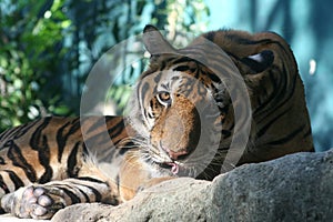 Bengal tiger licking and looking at you