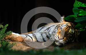 Bengal tiger looking camera