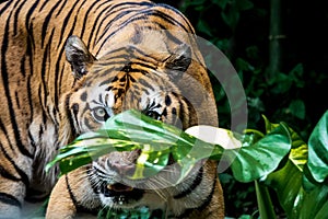Bengal Tiger is looking at you.