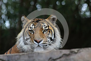 Bengal tiger seen behind a wall in a zoo in Australia photo
