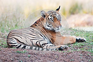 Bengal tiger lying lazy in the grass - national park ranthambhore in india