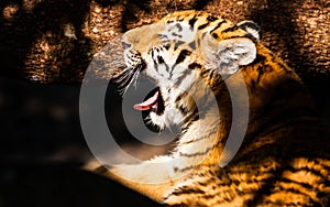 Bengal tiger lying in the shade