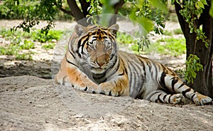 Bengal Tiger