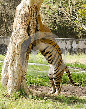 A bengal tiger marking its territory