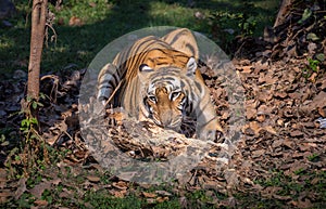 Bengal tiger in a natural habitat environment.