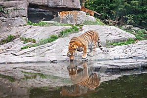 Bengal tiger near forest stream Indian wildlife