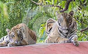 Bengal Tiger Pair