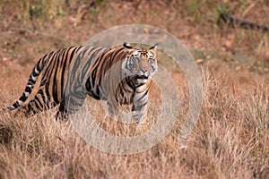 Bengal Tiger (Panthera tigra) photo