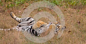 Bengal Tiger (Panthera tigra) photo