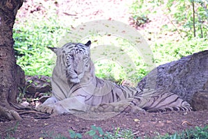 Bengal tiger is a Panthera tigris candid PIC