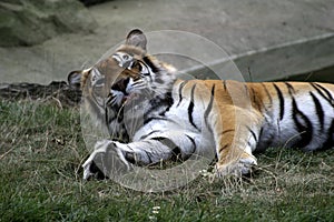 Bengal Tiger (Panthera tigris tigris)