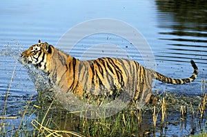 BENGAL TIGER panthera tigris tigris, ADULT ENTERING WATER