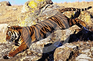 BENGAL TIGER panthera tigris tigris, ADULT LEAPING FROM ROCK