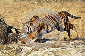 Bengal Tiger, panthera tigris tigris, Adult Running