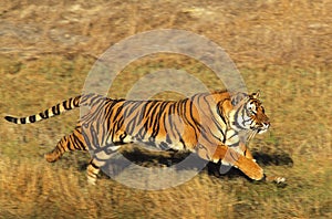 BENGAL TIGER panthera tigris tigris, ADULT RUNNING THROUGH DRY GRASS