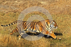 BENGAL TIGER panthera tigris tigris, ADULT RUNNING THROUGH DRY GRASS photo