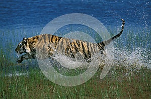 Bengal Tiger, panthera tigris tigris, Adult running through Water