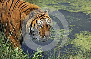 Bengal Tiger, panthera tigris tigris, Adult at Water Hole