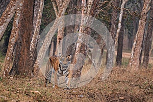 Bengal Tiger - Panthera Tigris tigris, beautiful colored large cat