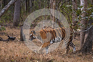 Bengal Tiger - Panthera Tigris tigris, beautiful colored large cat