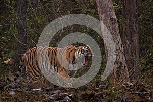 Bengal Tiger - Panthera Tigris tigris, beautiful colored large cat