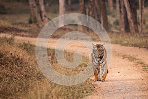 Bengal Tiger - Panthera Tigris tigris, beautiful colored large cat