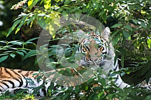 Bengal tiger panthera tigris tigris in captivity
