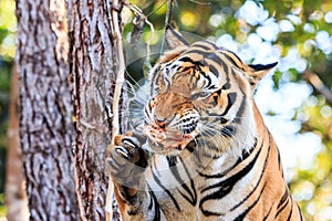 Bengal tiger (Panthera tigris tigris) eating meat in the zoo