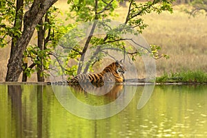 The Bengal tiger Panthera tigris tigris on the lake shore in Ranthambore National Park, India