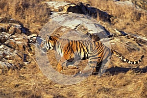 BENGAL TIGER panthera tigris tigris, MALE RUNNING THROUGH DRY GRASS