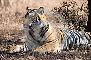 Bengal tiger Panthera tigris tigris relaxing on dry grass wildlife shot
