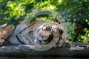 Bengal Tiger Panthera tigris tigris sleeping