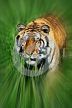 Bengal Tiger (Panthera tigris tigris) stalking prey through grass