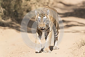 Bengal tiger Panthera tigris tigris walking on forest path