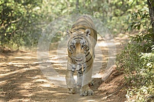 Bengal tiger Panthera tigris tigris walking on forest path