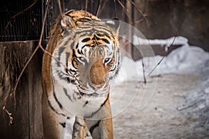 Bengal tiger or Panthera tigris was lonely cage