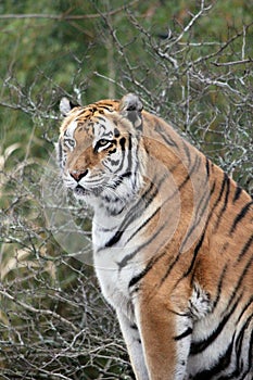 Bengal tiger on platform with trees behind  -Also known as the Indian Tiger, the Bengal Tiger is the most common of all tigers