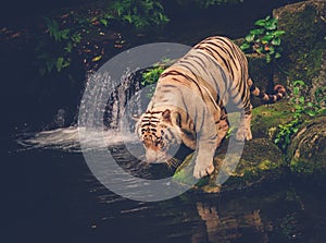 Bengal tiger playing in a jungle