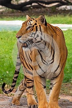 Bengal Tiger Portrait