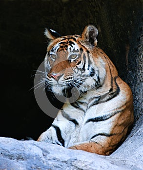 Bengal Tiger Portrait