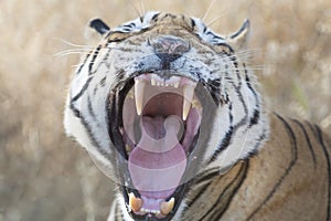 Bengal tiger portrait, yawning,