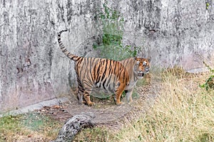 Bengal Tiger Portrait at Zoo