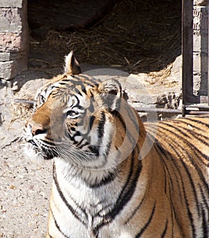 Bengal tiger profile