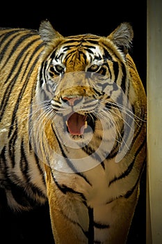 Bengal tiger profile on a black background