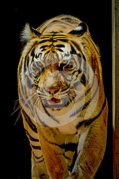 Bengal tiger profile on a black background