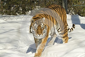 Bengal Tiger on the prowl
